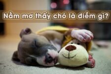 Mơ Thấy Chó Đánh Con Gì Khi Chơi Lô Đề Để Trúng Lớn?