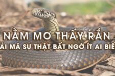 Sổ mơ nhà cái uy tín: Mơ thấy rắn đánh con gì để trúng lớn?