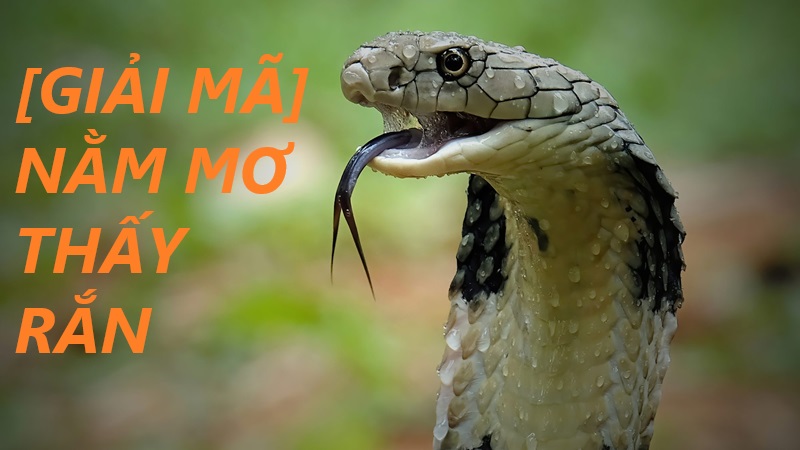 Giải mã giấc mơ thấy rắn – Điềm lành hay điềm dữ?