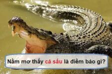 Mơ Thấy Cá Sấu Là Điềm Lành Hay Dữ? Nên Đánh Con Gì Khi Chơi Lô Đề?