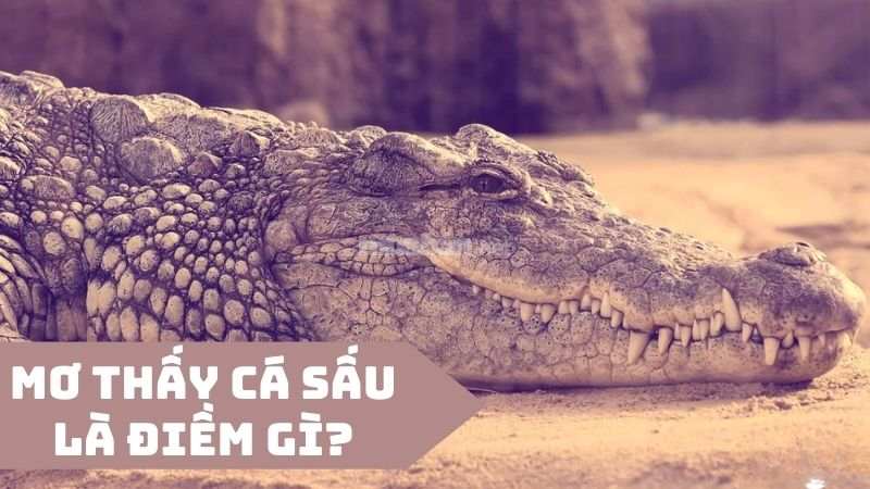 Giải Mã Giấc Mơ Thấy Cá Sấu – Tốt Hay Xấu?