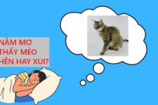 Mơ Thấy Mèo Là Điềm May Hay Rủi? Cùng Nhacaiuytin Giải Mã Chi Tiết