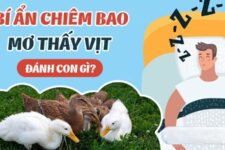 Mơ Thấy Vịt Và Những Điềm Báo Tâm Linh Mà Người Chơi Lô Đề Cần Biết