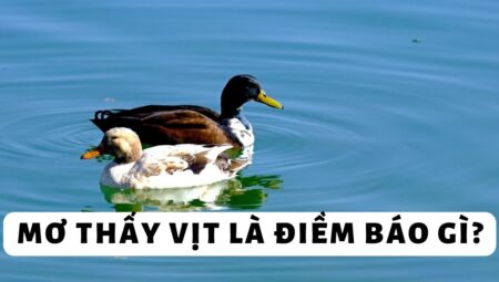 Mơ Thấy Vịt – Giải Mã Tâm Linh Từ Giấc Mơ Thường Gặp